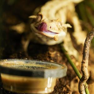 GrevenReptiles - Double Feeding Ledge Gecko Grip