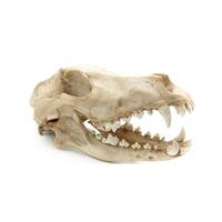 Reptile Nova - Wolf skull