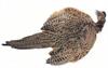 Pheasant Hen Ringneck Complete Skin