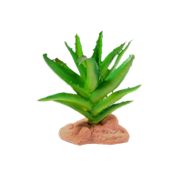 Reptile Nova - Suckulent - 13cm