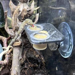 Double Mini Feeding Ledge Suction Cup
