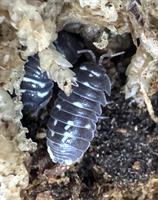 Armadillidium corcyraeum 10st