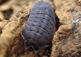 Armadillidium peraccae - 10st