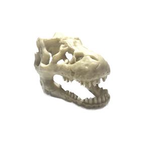 Dino Skull  - Small
