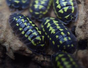 Armadillidium gestroi - 10st