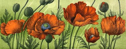 Jan Harr - Papaver 