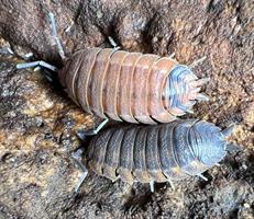 Porcellio Scaber "Lava" 10st