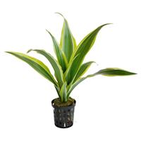 Dracena Sanderiana Yellow
