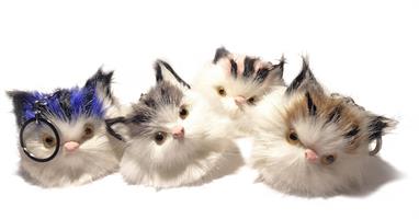 Cute furry kittens, 4-pack