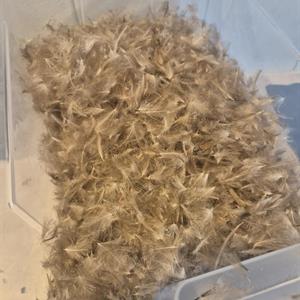 Bruks Cdc-mayfly- Natur 5g