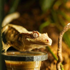 GrevenReptiles - Single Feeding Ledge Gecko Grip