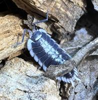 Porcellio flavomarginatus 10st