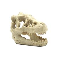 Reptile Nova - Dino Skull L