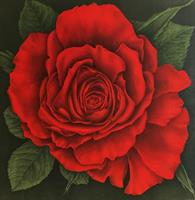 Jan Harr - Rose vermillion