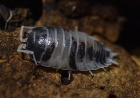 Porcellio laevis "Dairy Cow" - 10st