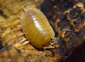 Porcellio laevis "orange" - 10st