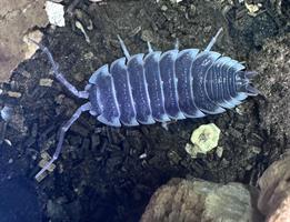 Porcellio hoffmannseggi 10st