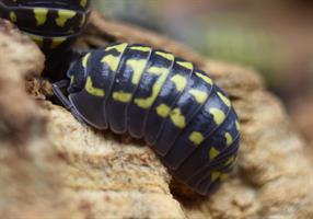 Armadillidium gestroi - 10st