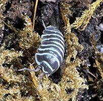 Armadillidium maculatum "Zebra" 10st