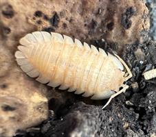 Armadillidium pallasii "orange" 10st