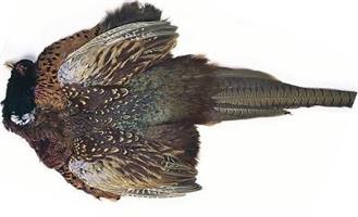 Pheasant Cock ringneck Complete Skin