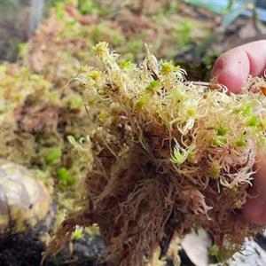 Levande Sphagnum Mossa - 500 g