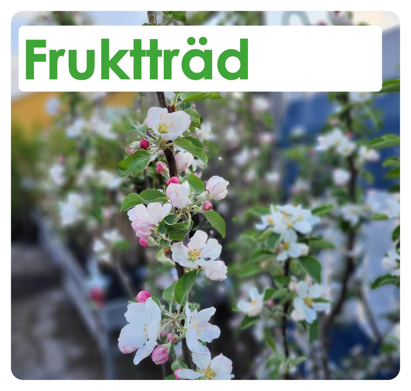 Fruktträd