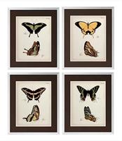 Tavlor Butterfly profiles, set om 4 st