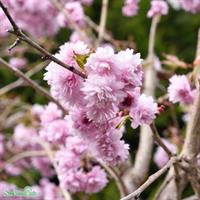 Japanskt körsbär Kiku-shidare-zakura (häng) Hst8-10 Co