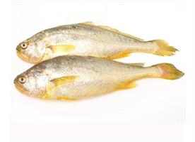 X Croaker Yellow 10x1 kg