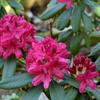Rhododendron Nova Zembla C5