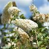 Syrenbuddleja White Profusion C3-C3,5