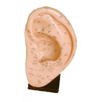 Model - Ear (22 cm)