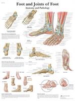 Foot and Joints of Foot