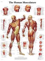The Human Musculature