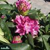 Rhododendron Roseum Elegans C5