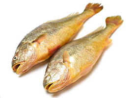 * Croaker Yellow WGS500g-1kg 10kg