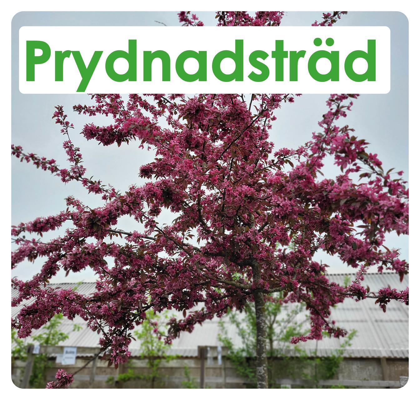 Prydnadsträd