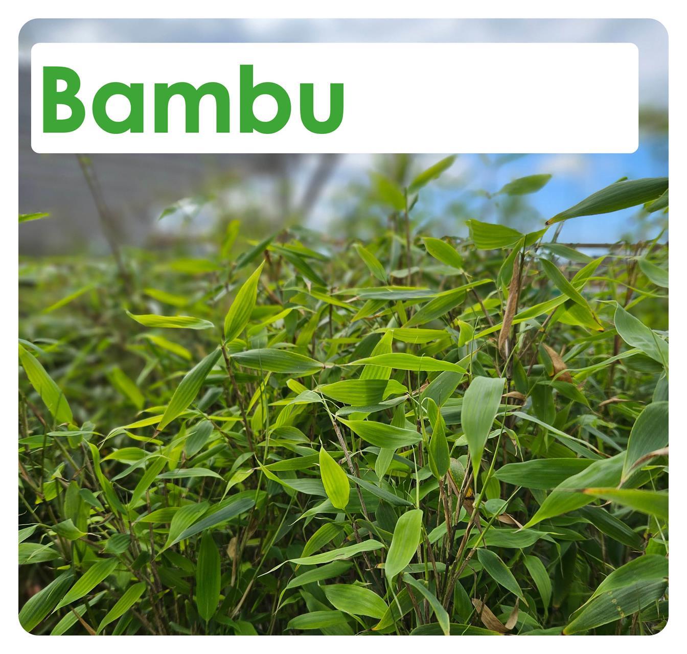 Bambu