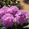 Rhododendron Catawbiense Grandiflorum C5