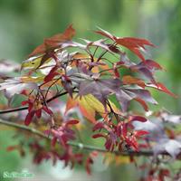 Japansk lönn Atropurpureum C3