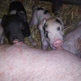 Klicka här för att läsa om våra grisar!