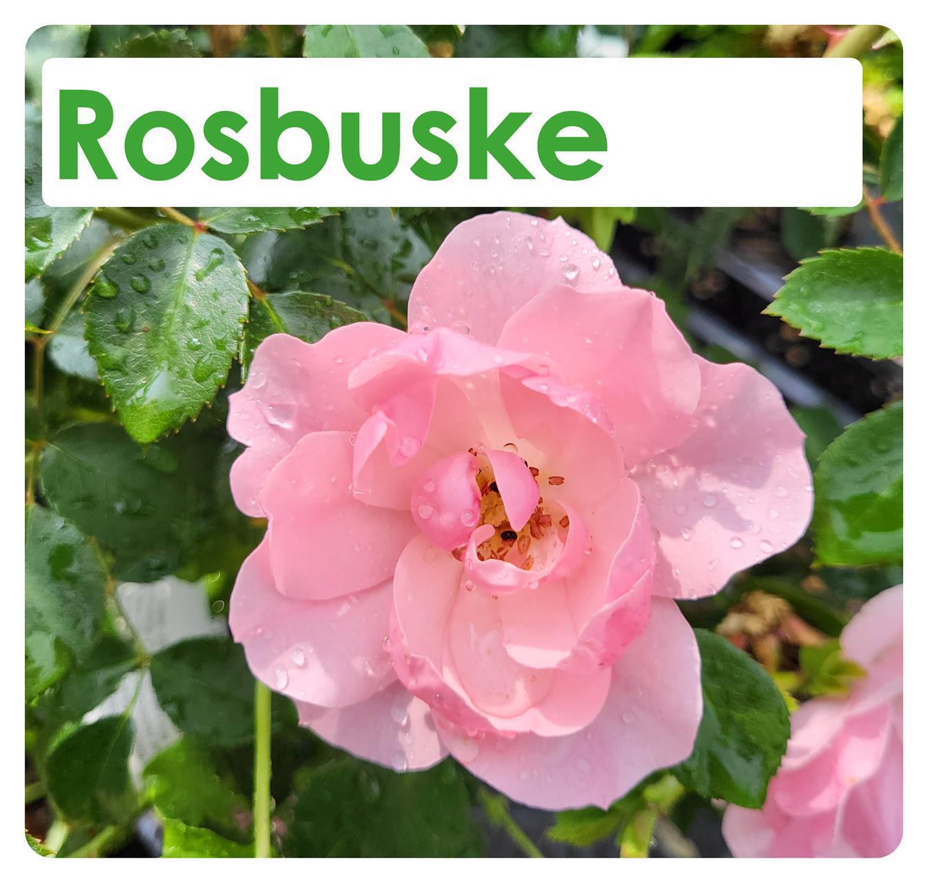 Rosbuske