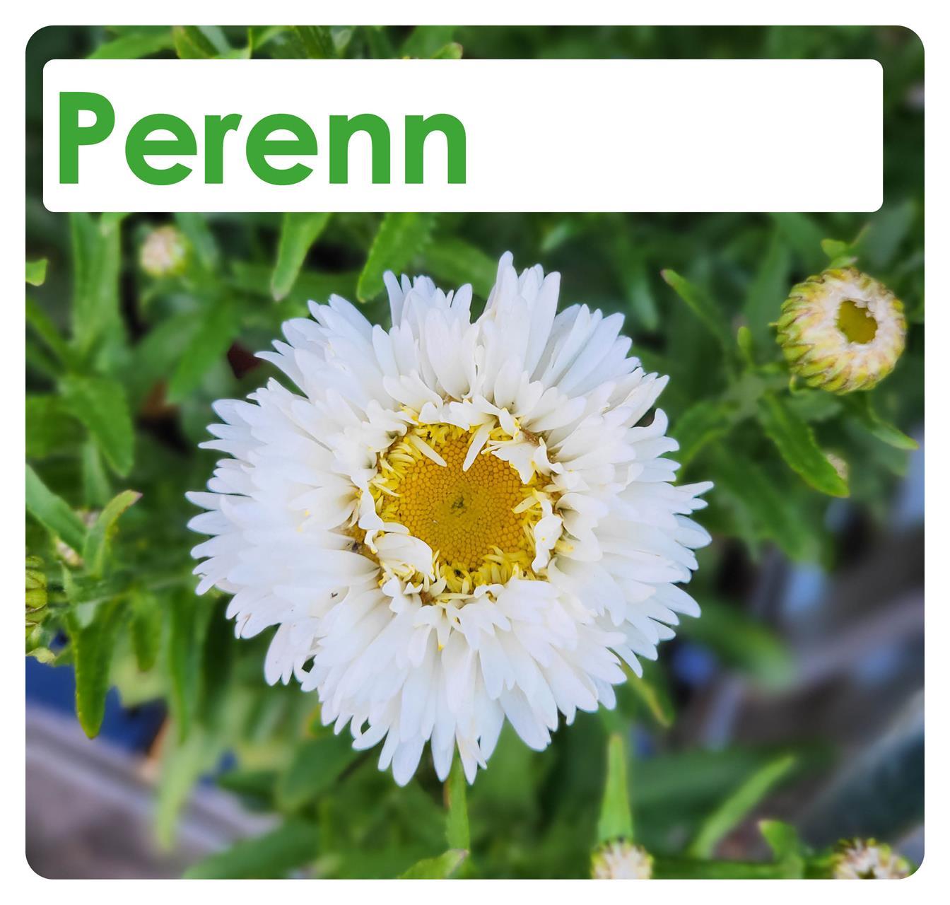 Perenn