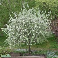Silverpäron Pendula Toppförädlad 100-120