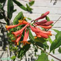 Eldkaprifol Dropmore Scarlet C1-C2