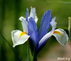 Iris liten duftpinne 15 ml