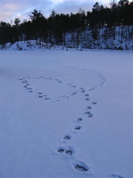 Spor fra ulv i snøen. 
