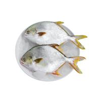 x Fisk gold pomfret 5kg