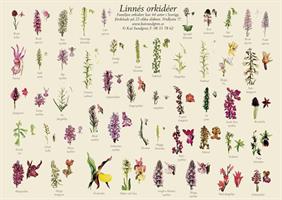 Poster Linnés Orchidéer